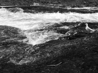45956CrBwLe - Triathalon, Day Seven - Hiking along the Grand River at Elora Gorge.jpg
